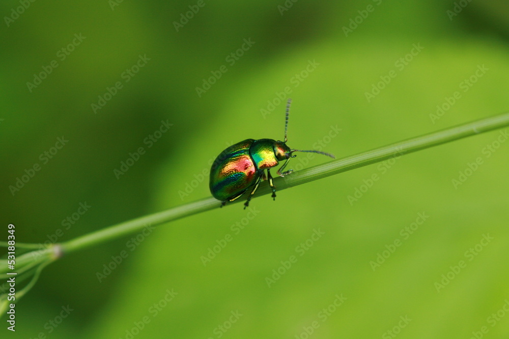 Naklejka premium Ovaläugiger Blattkäfer