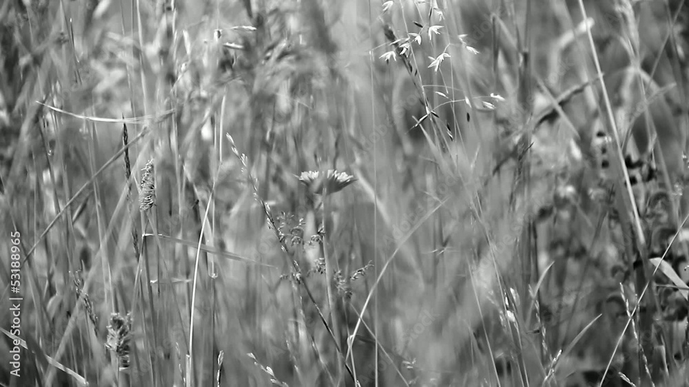 Grass on the pasture. Grass on the pasture.