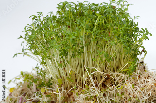 Fresh alfalfa sprouts and cress on white background