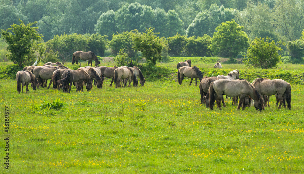 Wild horses in a sunny meadow in spring Wild horses in a sunny meadow in spring