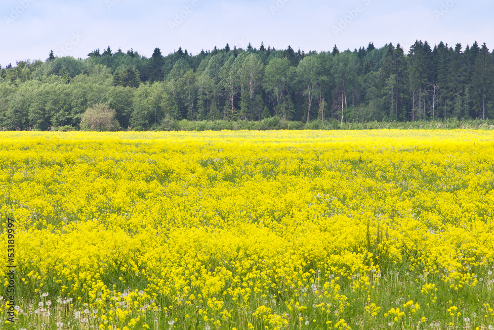 Fototapeta premium field with yellow flowers