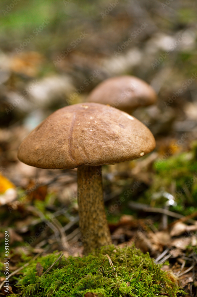 brown cap boletus in a forest scene brown cap boletus in a forest scene