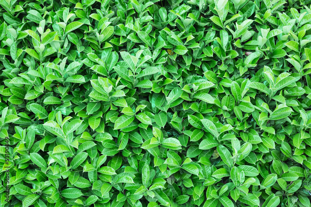 Natural green leaf texture
