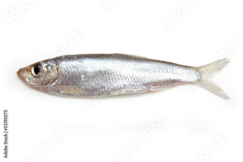 Sprats a small oily fish isolated on a white background
