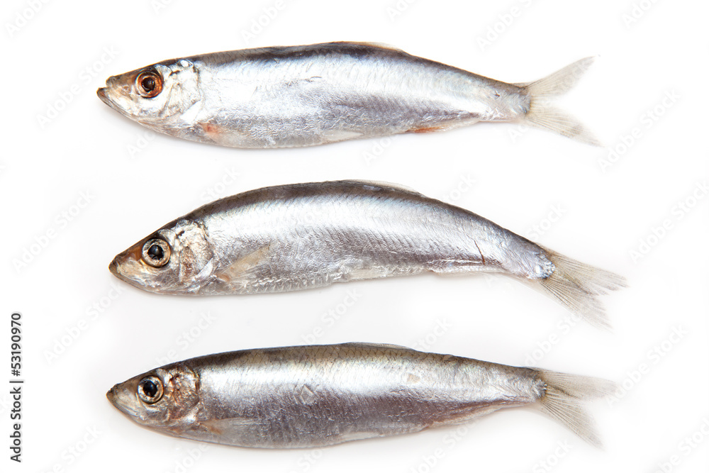 Sprats a small oily fish isolated on a white background Sprats a small oily fish isolated on a white background