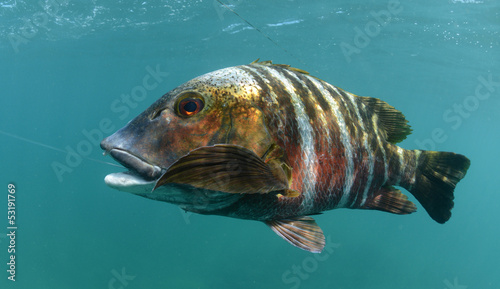 Photography barred pargo fish underwater
