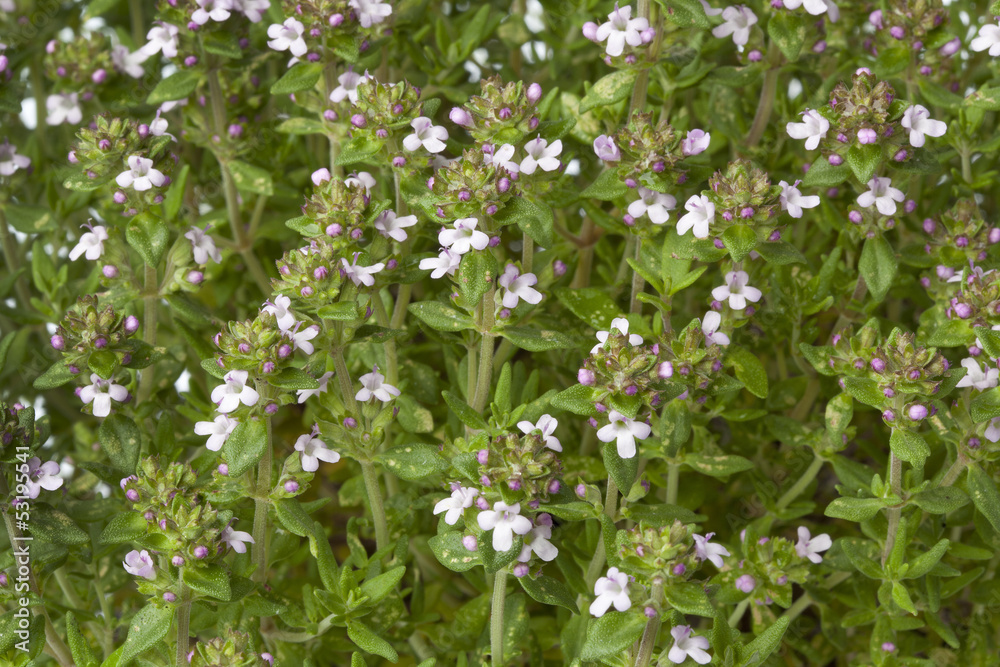 Flowering thyme