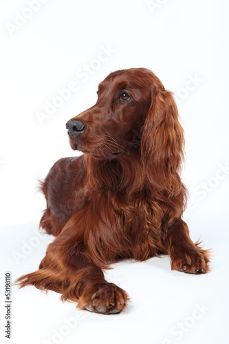Obraz na płótnie Irish Setter