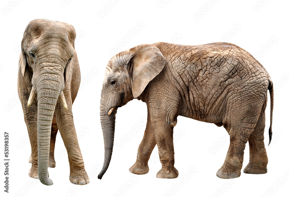 Obraz premium African elephants