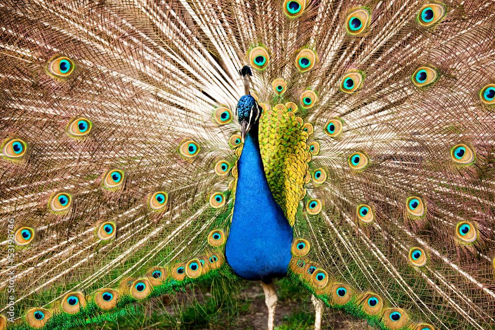 Obraz premium Pavone