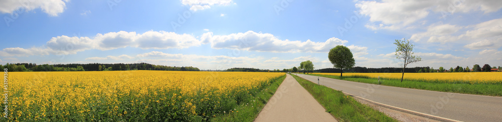 Obraz premium Landstraße durch Rapsfelder