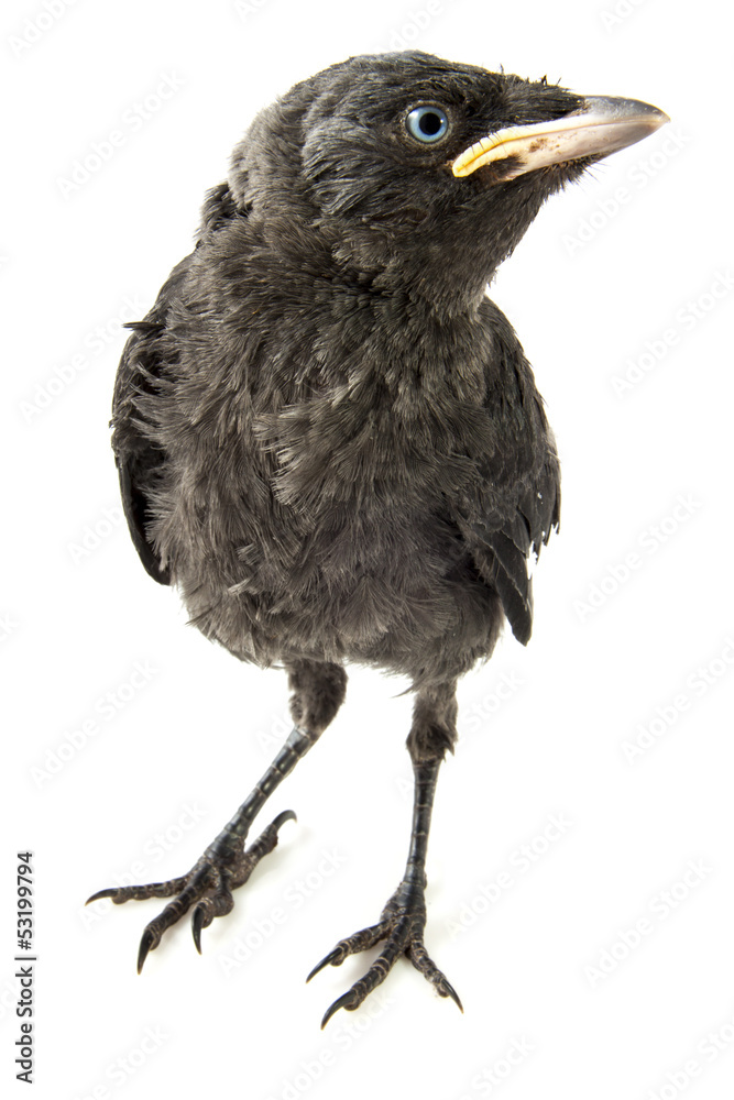 Fototapeta premium young crow