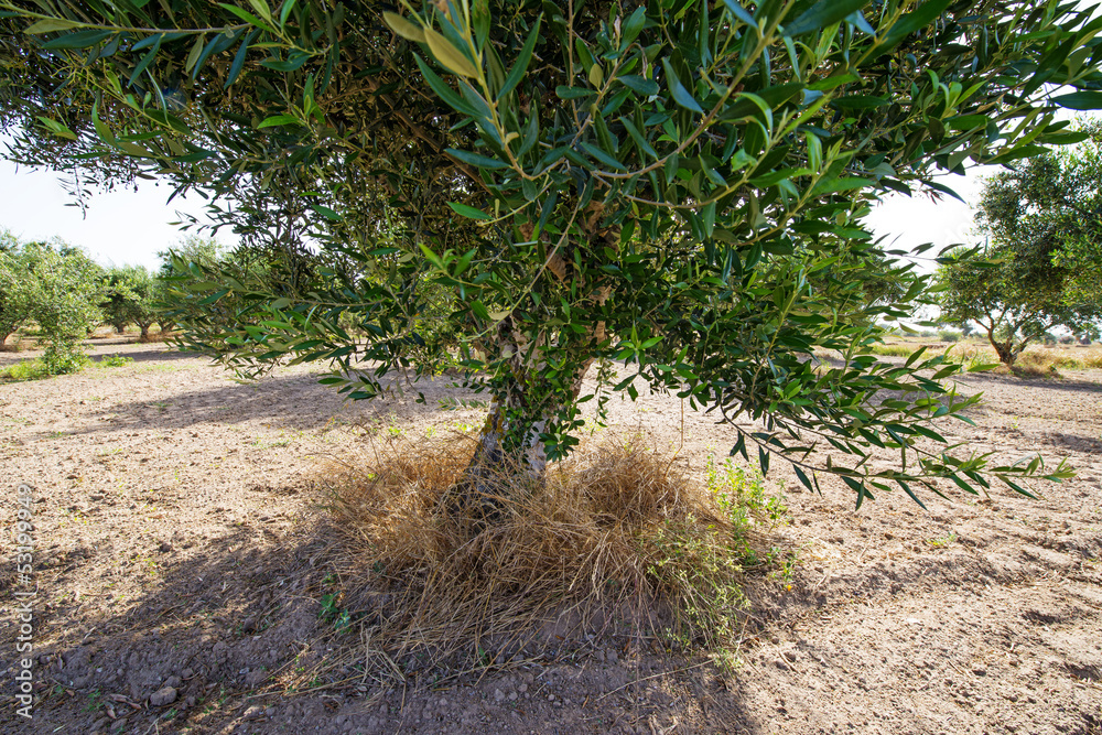 olive trees