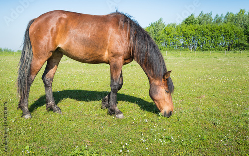 Grazing brown horse in the sunny meadow