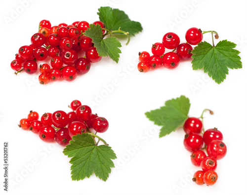 set of red currants