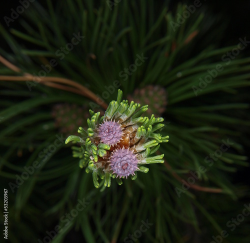 Purple flower blooming in the top of a pine tree