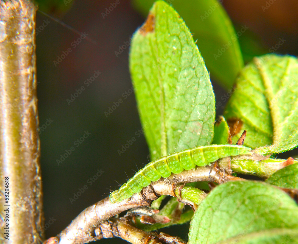 Green caterpillar sliding on a branch with fresh green leaves Green caterpillar sliding on a branch with fresh green leaves