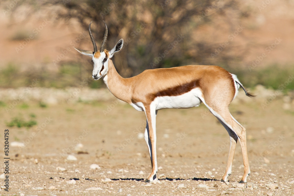 Springbok in the kalahari Springbok in the kalahari