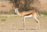 Springbok in the kalahari