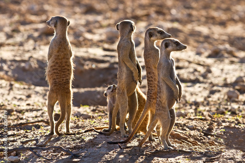 Suricate family standing near nest
