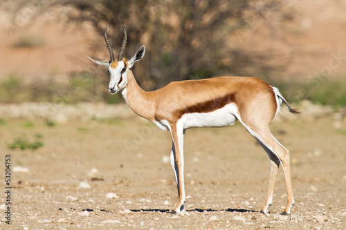 Springbok in the kalahari