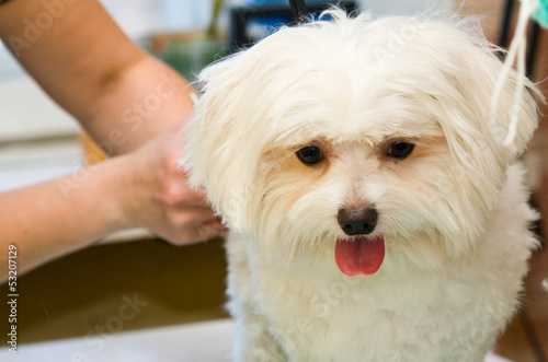 Grooming Maltese dog