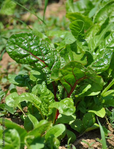 Growing mangold in the garden