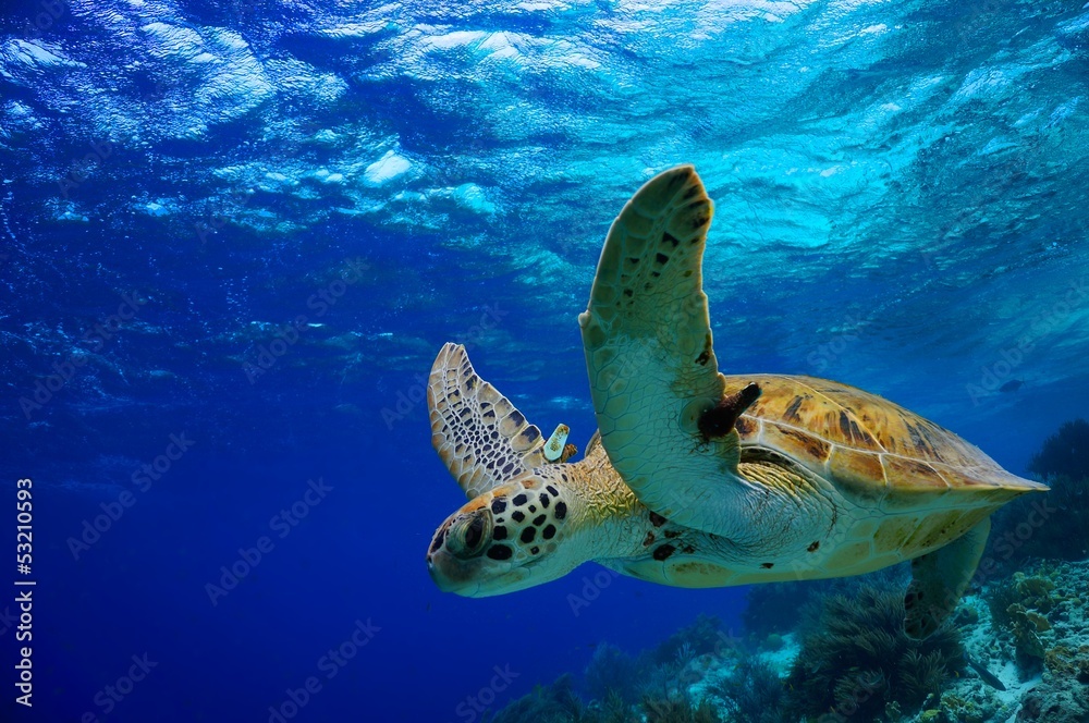 Naklejka premium Żółw zielony pływa wzdłuż tropikalnej rafy