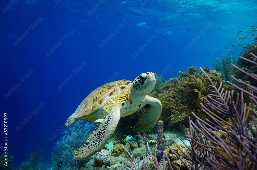 Obraz premium Green Sea Turtle swimming along tropical reef