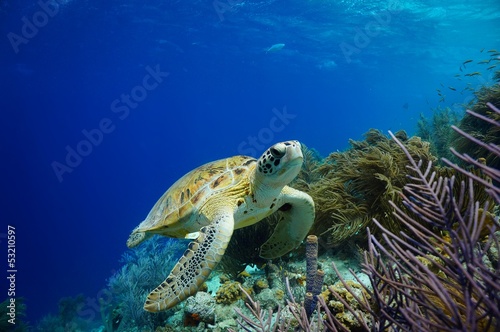 Green Sea Turtle swimming along tropical reef © isabelle_bonaire