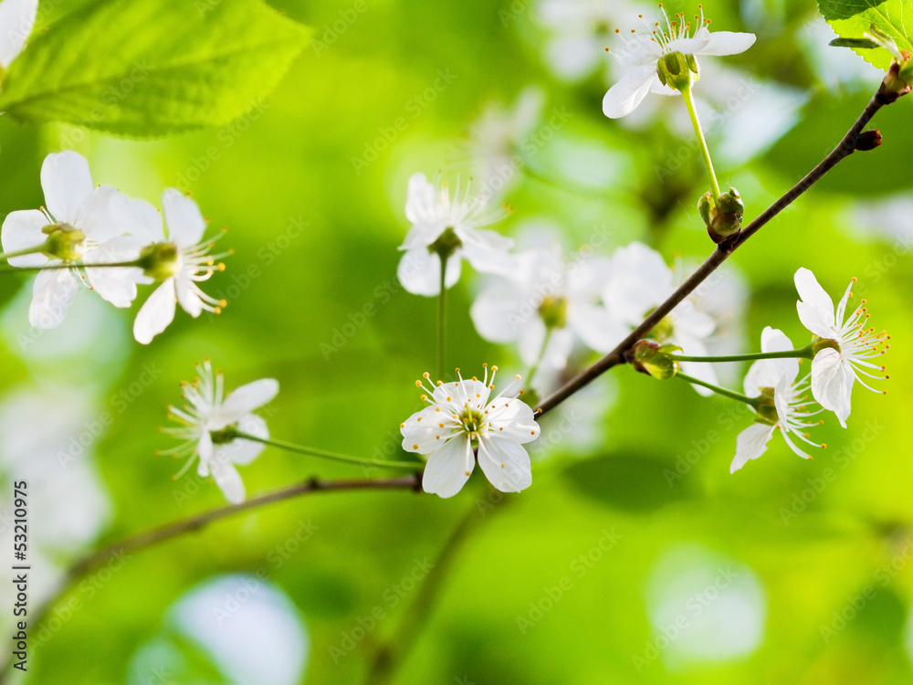 cherry blossoms