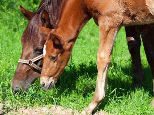 little chestnut foal with mom.