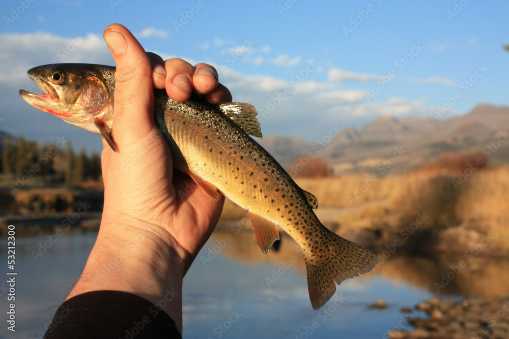 cutthroat trout - yellowstone backcountry - obrazy, fototapety, plakaty 