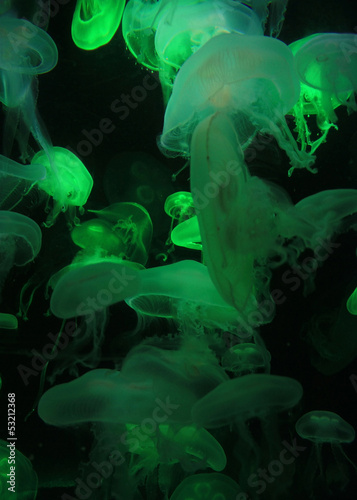 translucent jellyfish - green #53212368