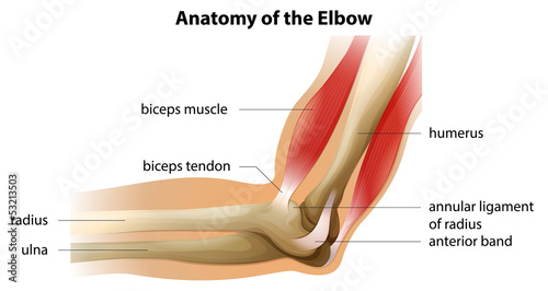 Anatomy of the Elbow photo
