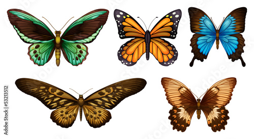 Butterflies © blueringmedia