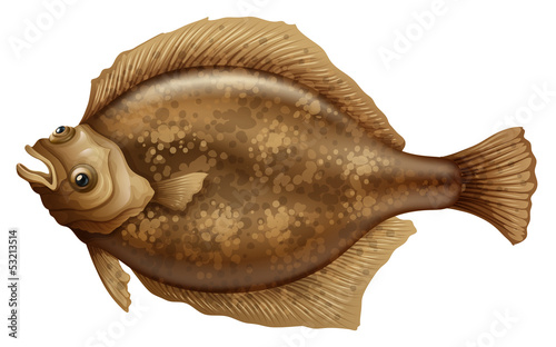 Canvas-taulu Psettodes Erumei Flounder