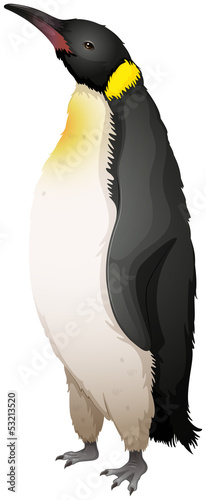 Emperor Penguin