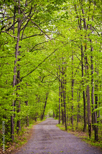 Path in forest