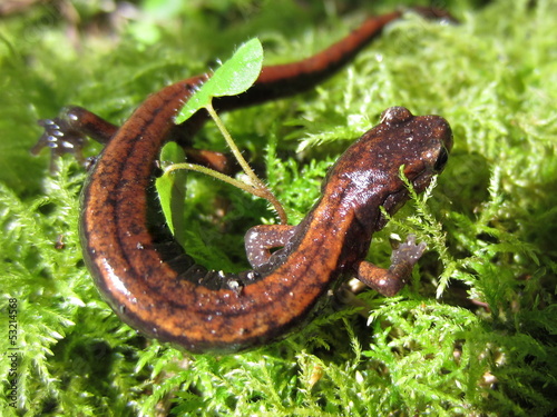 Western Redback Salamander on Moss