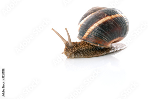 Snail