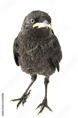young crow