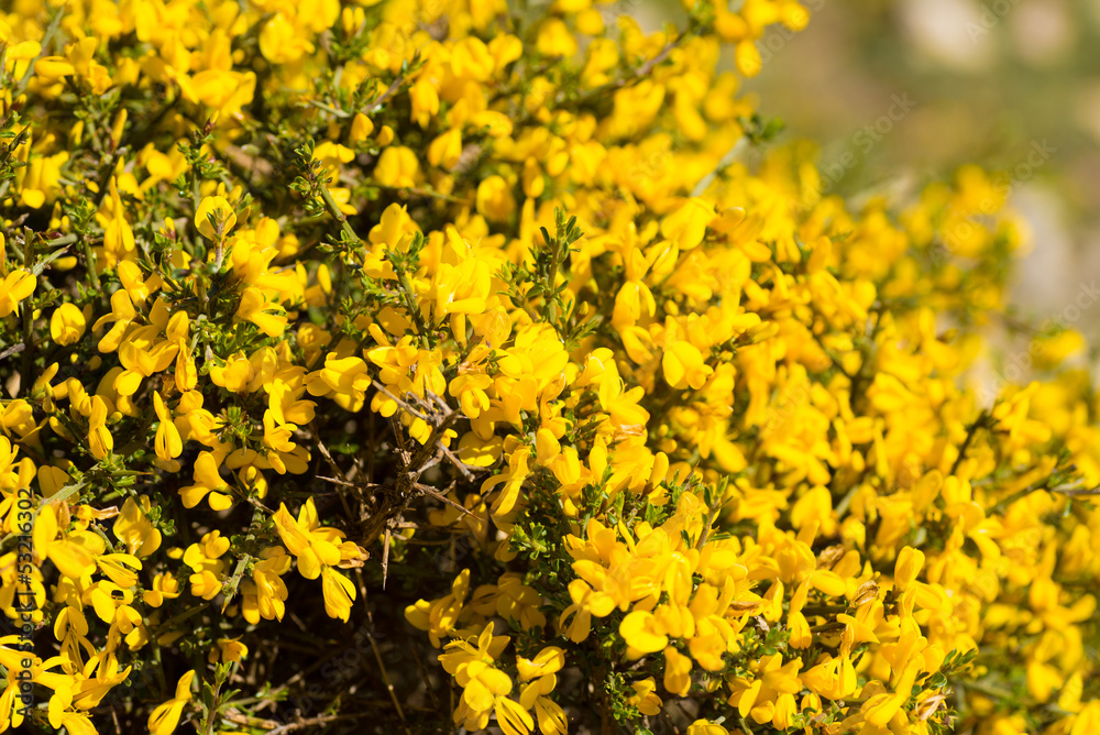 Genista Genista