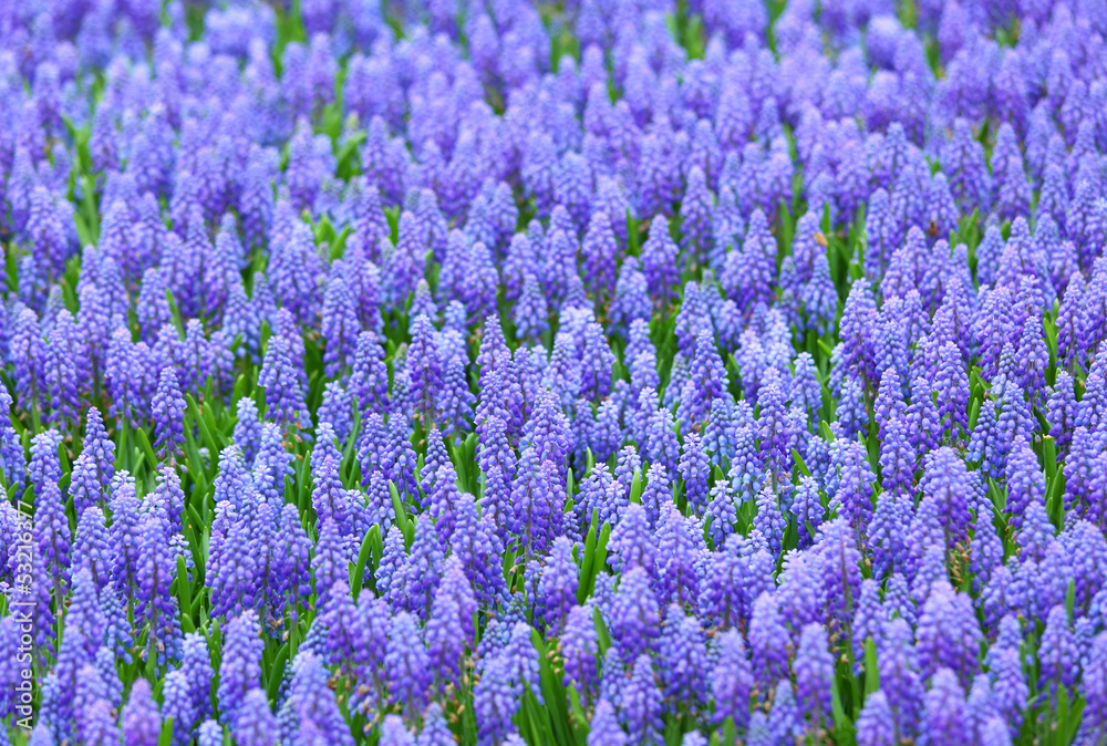 Naklejka premium Purple muscari botryoides field