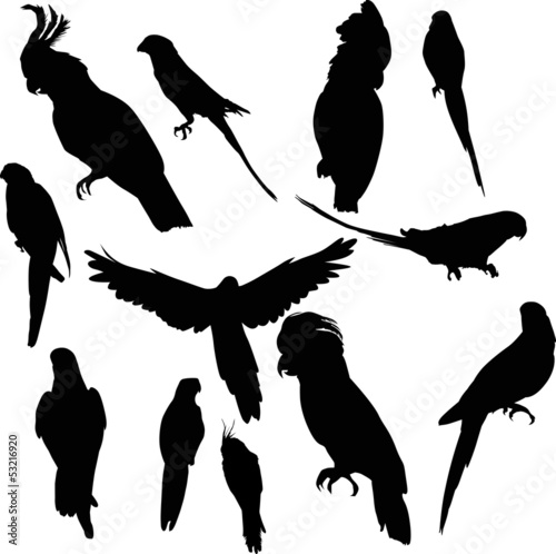 twelve parrot silhouettes collection