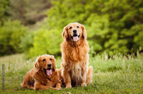 Portrait of a two dogs