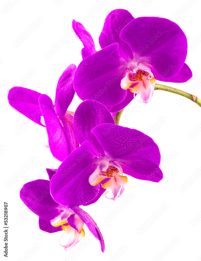 Fototapeta premium orchidée phalaenopsis