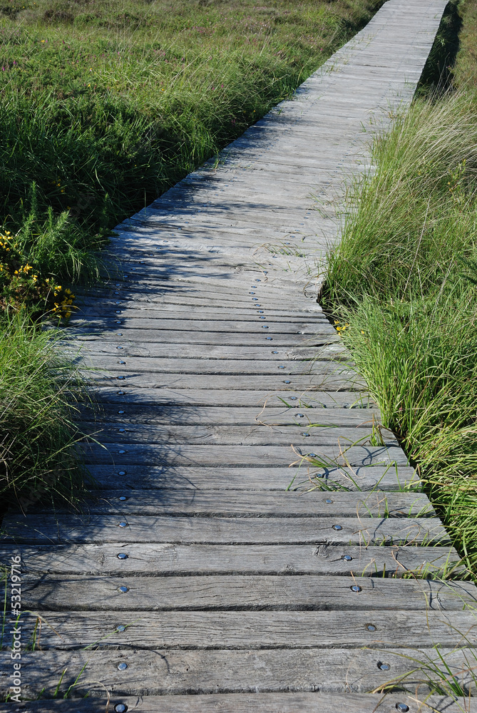 wooden path in the moor