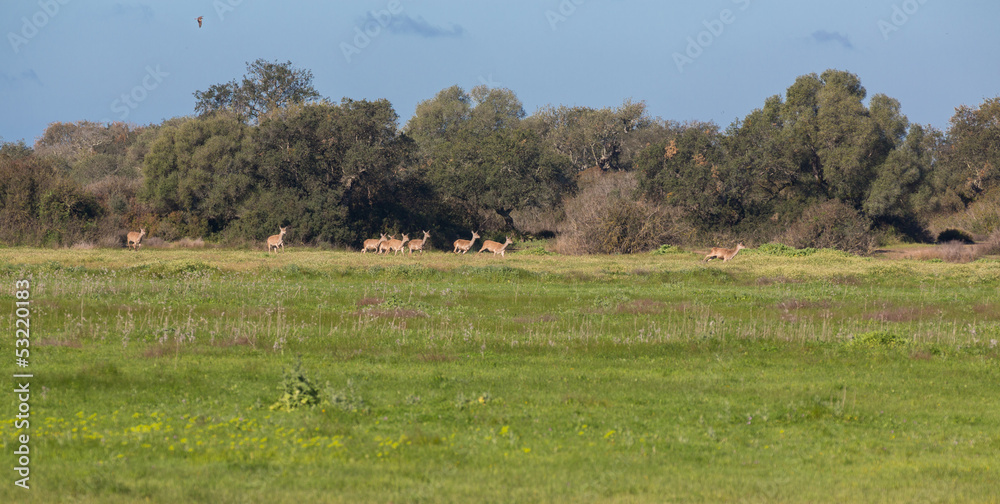 Obraz premium Doe group frightened