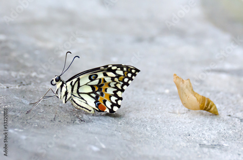 Butterfly baby on floor